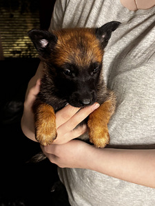 Malinois pentuja (2 valokuva sivusta 2)