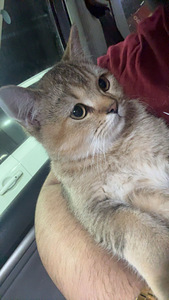 Scottish straight golden chinchilla