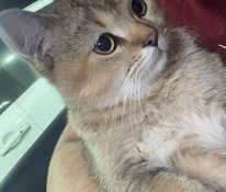 Scottish straight golden chinchilla