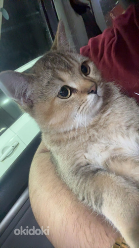 Scottish straight golden chinchilla