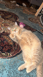 Scottish straight golden chinchilla (1 valokuva sivusta 3)