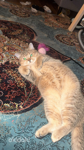 Scottish straight golden chinchilla