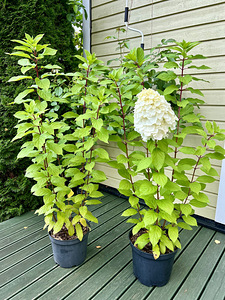 Aedhortensia ‘Magical Mount Blanc’ (2 foto / 5)