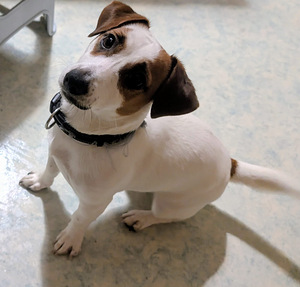 Myydään naaraspuolinen jackrussellinterrieri. (3 valokuva sivusta 3)