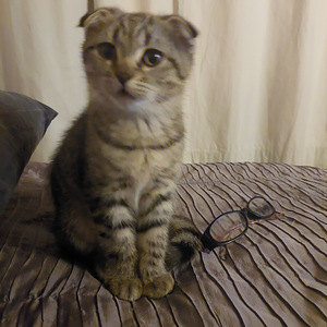 Sekarotuinen tyttökissa (2 valokuva sivusta 4)