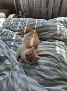 Müüa Pärsia kassid (8 foto / 10)