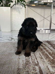 Длинношерстные щенки немецкой овчарки (5 фото из 8)