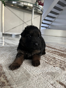 Длинношерстные щенки немецкой овчарки (6 фото из 8)