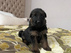 Длинношерстные щенки немецкой овчарки (7 фото из 8)