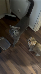 Harmaa lyhytkarvainen kotikissa – 2-vuotias uros (leikkaamat (5 valokuva sivusta 6)