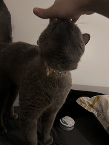 Harmaa lyhytkarvainen kotikissa – 2-vuotias uros (leikkaamat (6 valokuva sivusta 6)