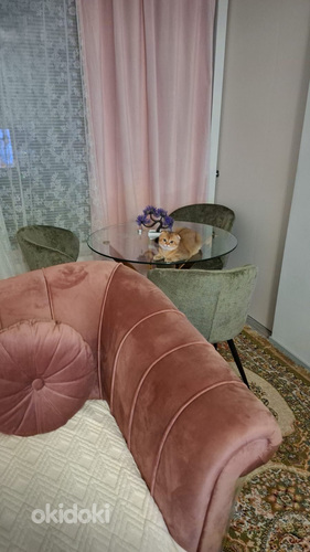 Scottish Fold Golden Chinchilla – Upea ja harvi