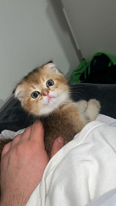 Scottish Fold Golden Chinchilla – Upea ja harvi (3 valokuva sivusta 5)