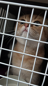 Scottish Fold Golden Chinchilla – Upea ja harvi (4 valokuva sivusta 5)