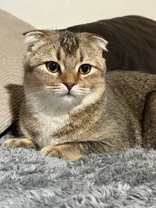 Skotlantilainen luppakorvainen kissanpentu (2 valokuva sivusta 5)