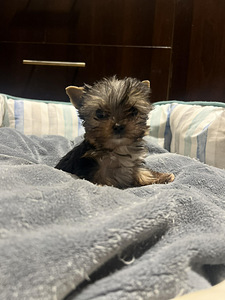 Yorkshire terrieri (3 valokuva sivusta 6)