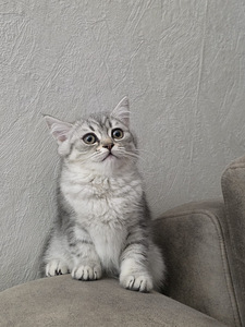 Kissat pennut (1 valokuva sivusta 10)