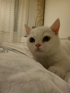 Kissat pennut (7 valokuva sivusta 10)