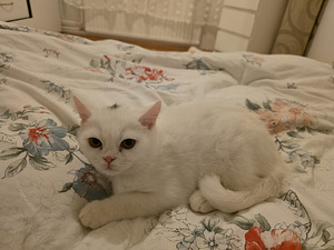 Kissat pennut (10 valokuva sivusta 10)