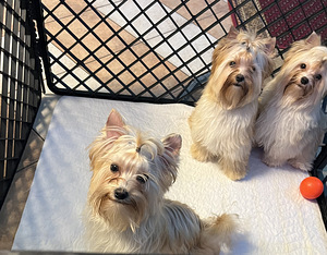 Golddust Yorkie (7 foto / 10)