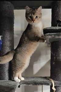 Kissanpentu (1 valokuva sivusta 2)