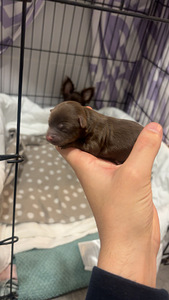 Venäjäntoy (1 valokuva sivusta 4)