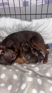 Venäjäntoy (3 valokuva sivusta 4)