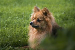 Spica kuceni mekle jaunus saimniekus (5 foto no 5)