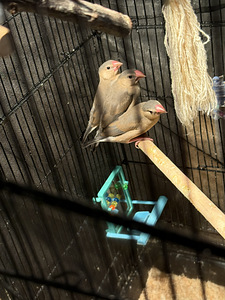 Rīsu žubites (1 foto no 2)