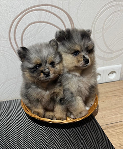 Шпиц (1 фото из 9)