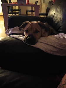 Cane corso mix (1 valokuva sivusta 4)