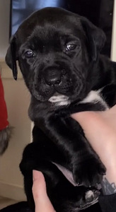 Kahden rodun mix (2 valokuva sivusta 3)