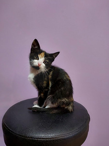 6 kissan pentua (3 valokuva sivusta 7)