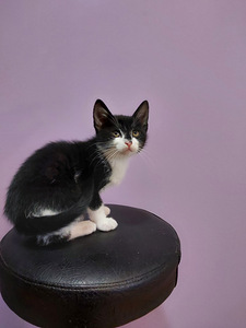 6 kissan pentua (5 valokuva sivusta 7)