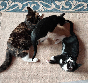 2 kissan pentua (4 valokuva sivusta 4)