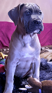 Кане Корсо Форментино (4 фото из 4)