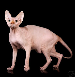 Sfinxit (2 valokuva sivusta 5)