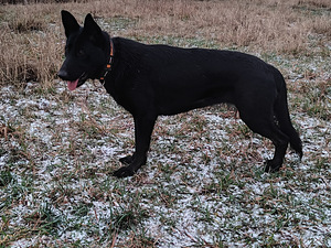 Saksanpaimenkoira ei rek. (2 valokuva sivusta 4)