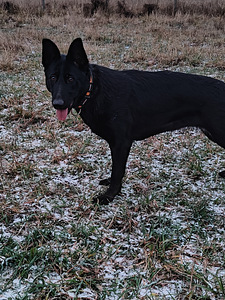 Saksanpaimenkoira ei rek. (3 valokuva sivusta 4)