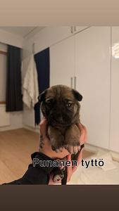 Cane corso/ siperianhusky mix (3 valokuva sivusta 5)