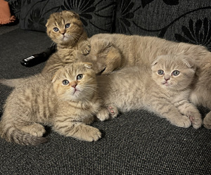 Kissanpennut (2 valokuva sivusta 3)