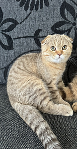 Kissanpennut (4 valokuva sivusta 4)