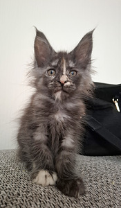 Meinkūnu kaķēns (1 foto no 1)