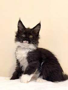 Meinkūns (2 foto no 3)