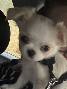 Chihuahua tyttöpentu (1 valokuva sivusta 1)