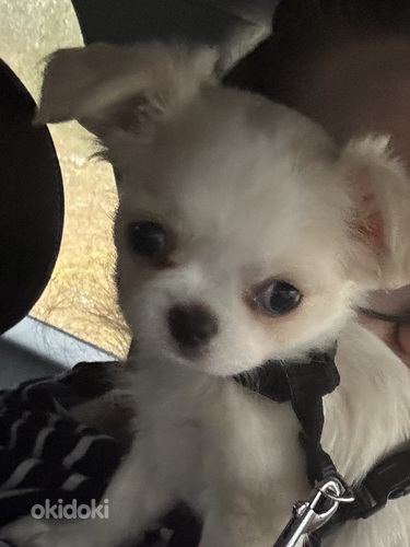 Chihuahua tyttöpentu