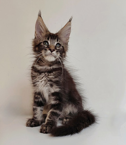 Meinkūns zēns (1 foto no 5)