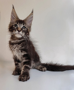 Meinkūns zēns (2 foto no 5)