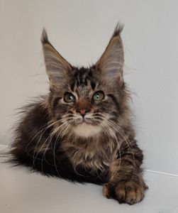 Meinkūns polidakts (1 foto no 9)