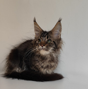 Meinkūns polidakts (3 foto no 9)